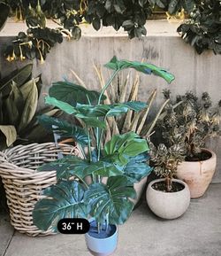 Silk Tree Plant In Ceramic Pot 