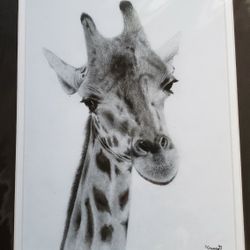 Realistic Pencil Drawing, Giraffe, Printed Copy And Matted, Size  11x14 