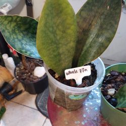 Plants Grown With Lots Of Love 