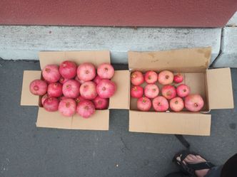 Pomegranate