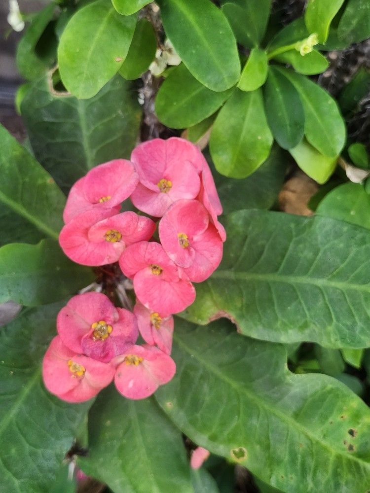 Red & White Christ's Crown Of Thorns Euphorbia Milii ‘Helena