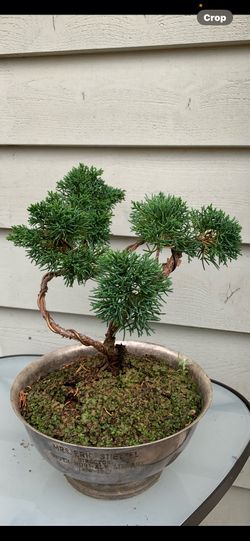 Bonsai  Japan pine tree 10 Inches