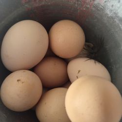 Farm Fresh Eggs