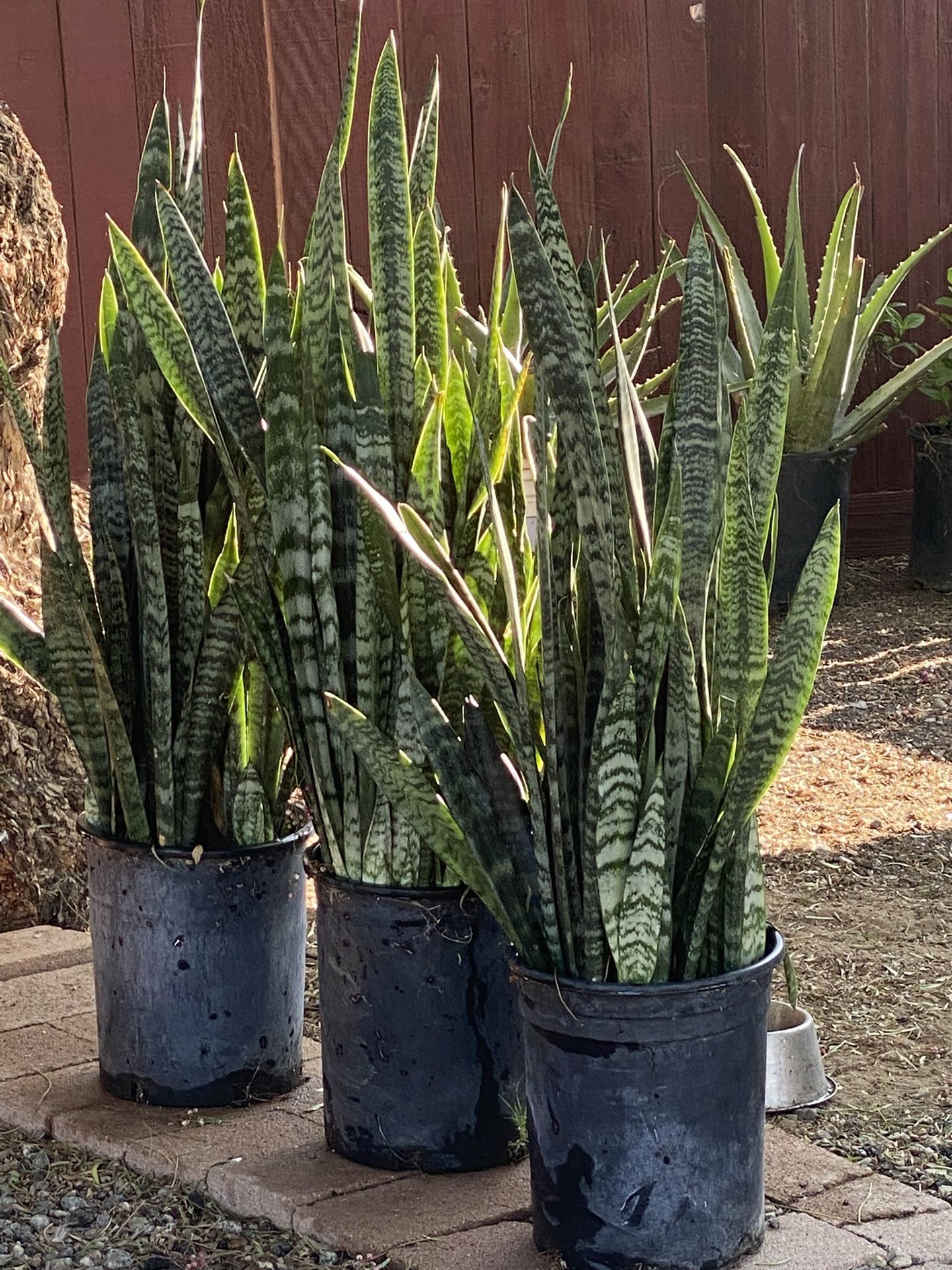 Snake Plants
