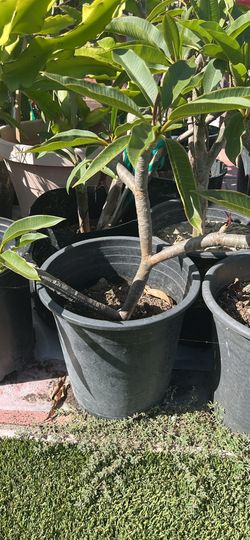 Dragon fruit and Plomerias plants pink red