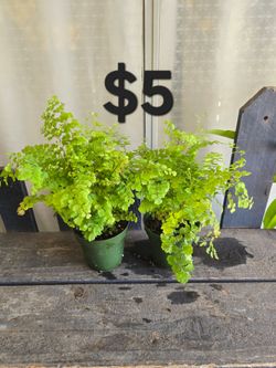 Maiden hair fern