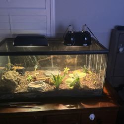 40 Gallon Tank With Lights