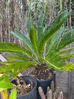 Palm tree / Palmera
