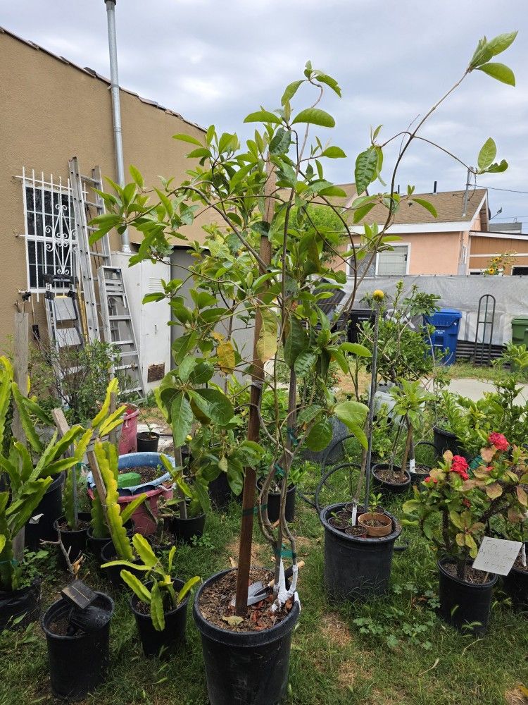 Arbol De Nanche Fruta
