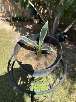 Striped Yellow/Green Agave