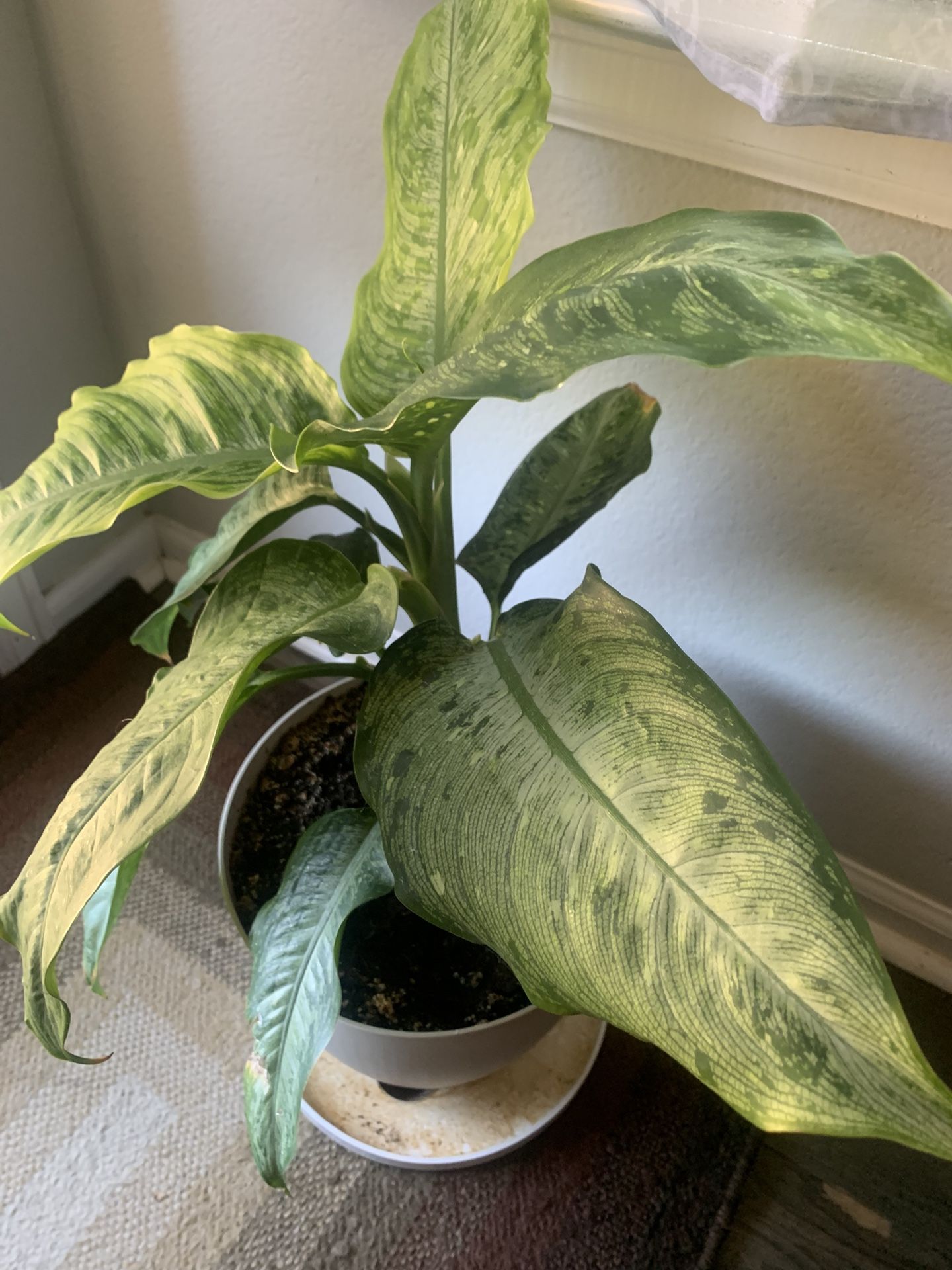 Plant nice for inside! Potted