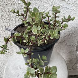 1.5 Gallon Pot Succulent Plant - Portulacaria Afra Variegated - Elephant Bush - Drought Resistant - Established - Perfect for Landscaping & Arrangemen