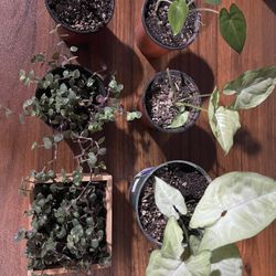 Plants Bundle 