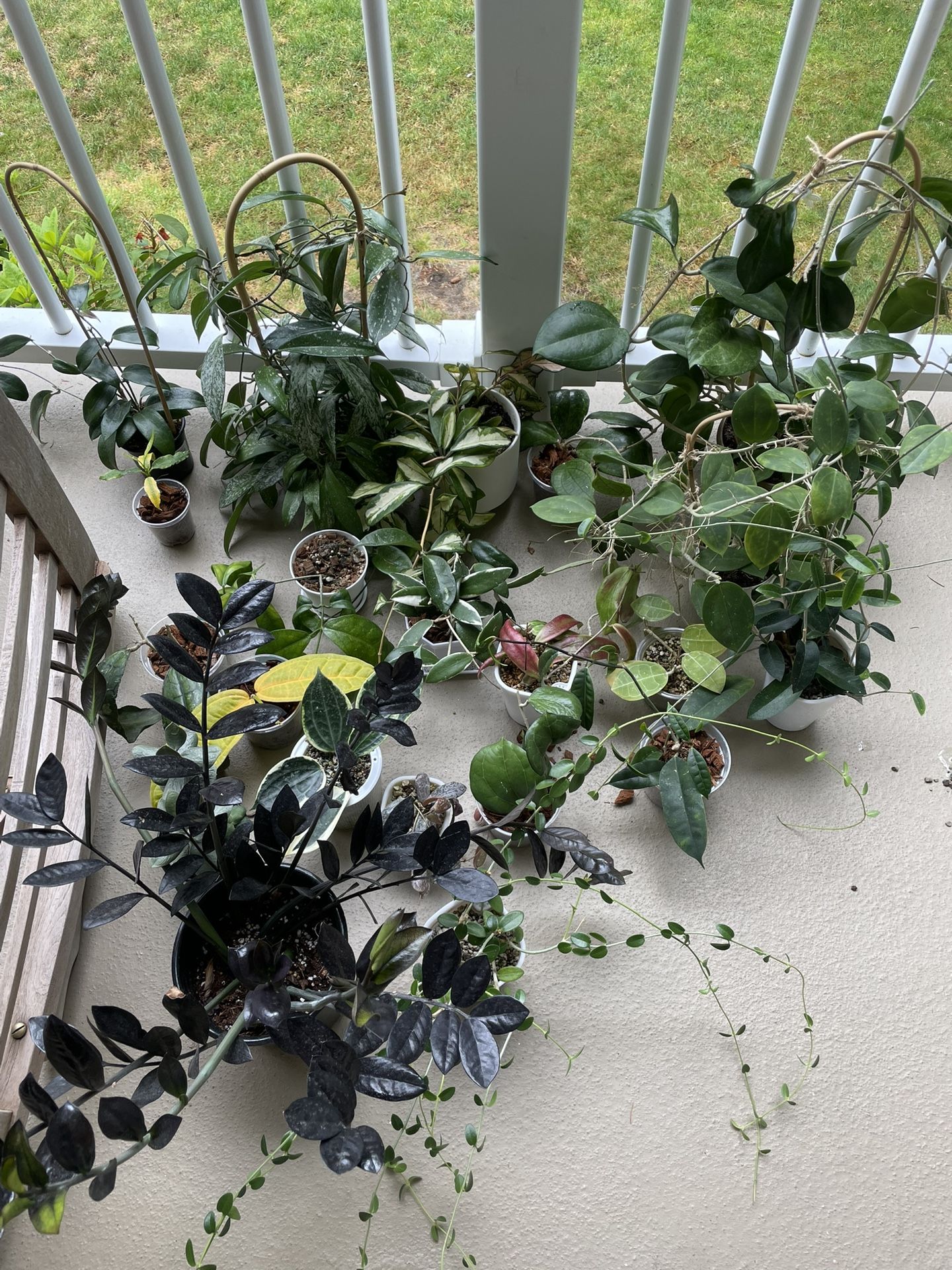 20+ Indoor House Plants