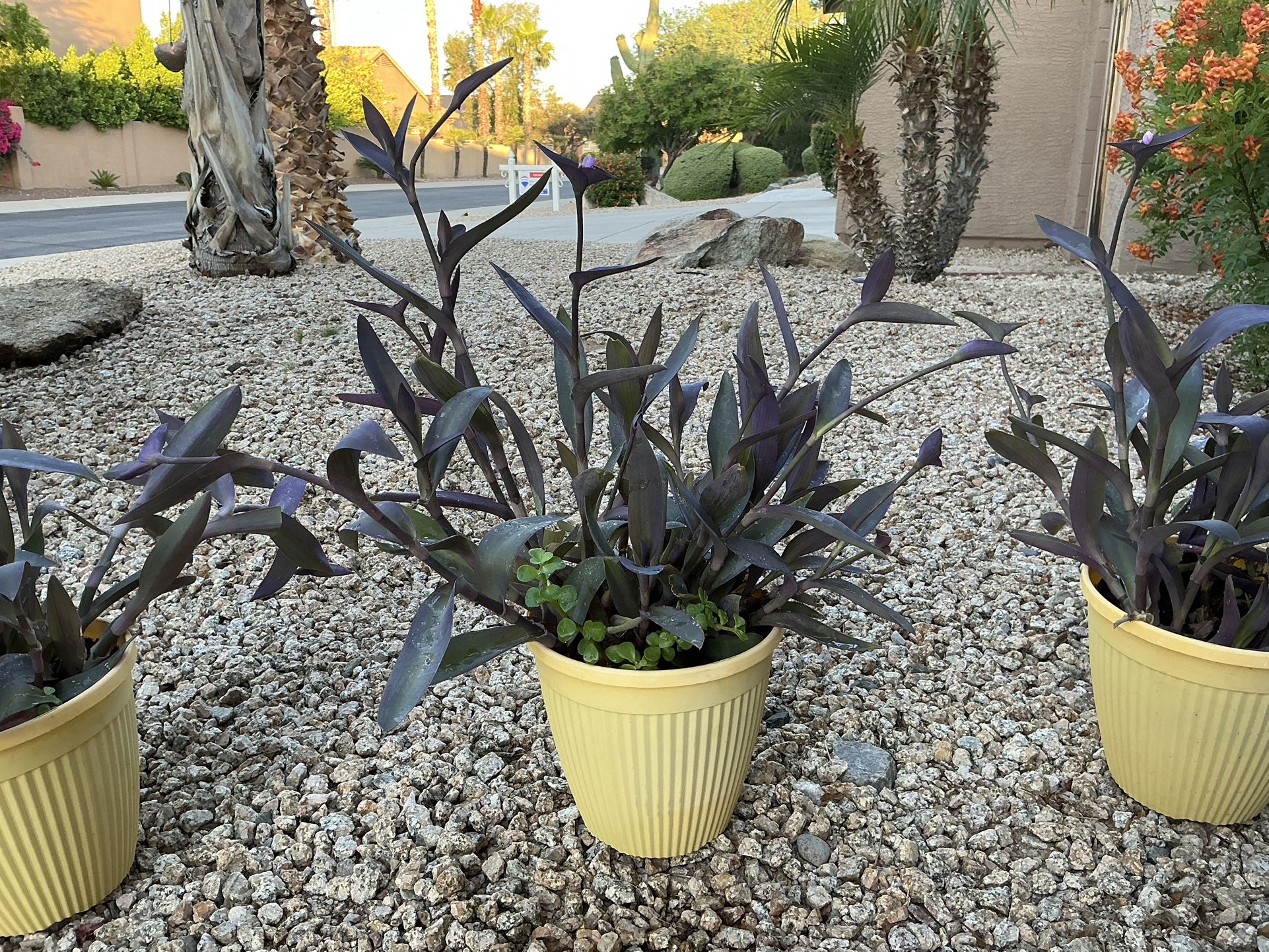 Wondering Jew Pot Flowers