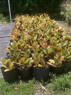 Crotons