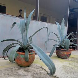 Two tall and beautiful American Blue Agave Plants in pots with clay designs and elegant black stones / Miami 33182