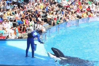 Seaworld Aquatica Busch Gardens