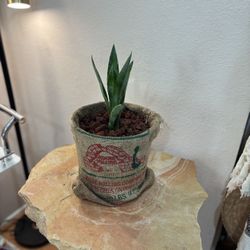 Agave Tequilana Plant