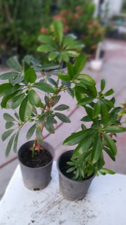 $8. Planta Natural. Para Wuas
