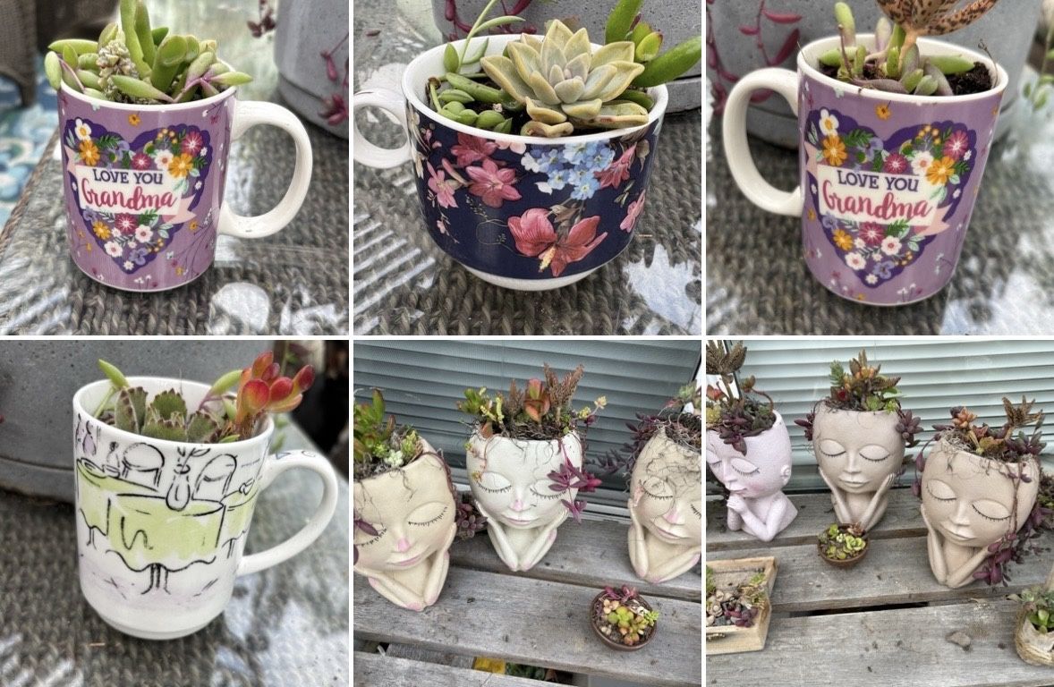 Succulent Arrangements Priced Separately