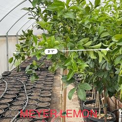 Meyer Lemon