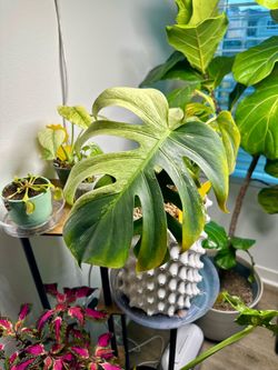 Monstera Jungle Mint NoID