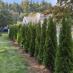 Privacy Tree Sale FREE DELIVERY! Emerald Green & Green Giants 