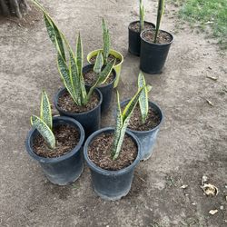 Plant