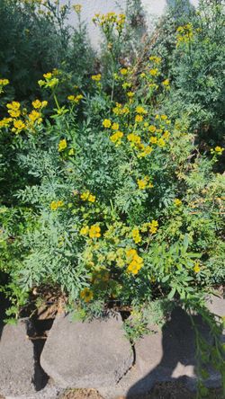 Rue Plant Cuttings