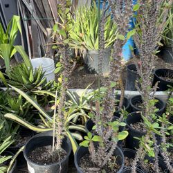 Thorn Of Christ Tree