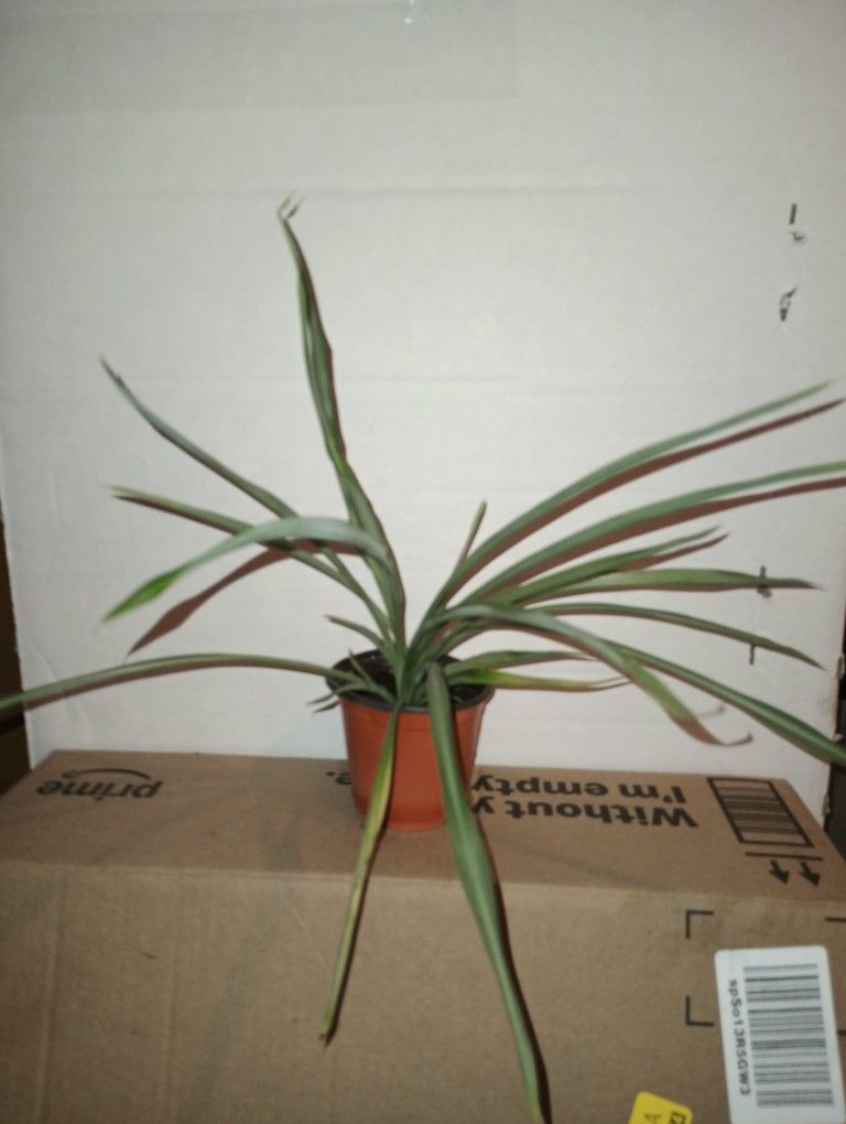 Live Indoor Spider Plants $1