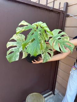 8” monstera mint