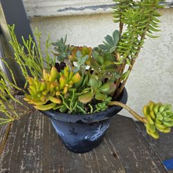 Potted Succulent Arrangement in  6" plastic pot