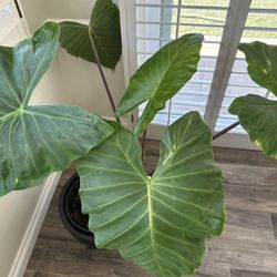 Elephant Ear Plant