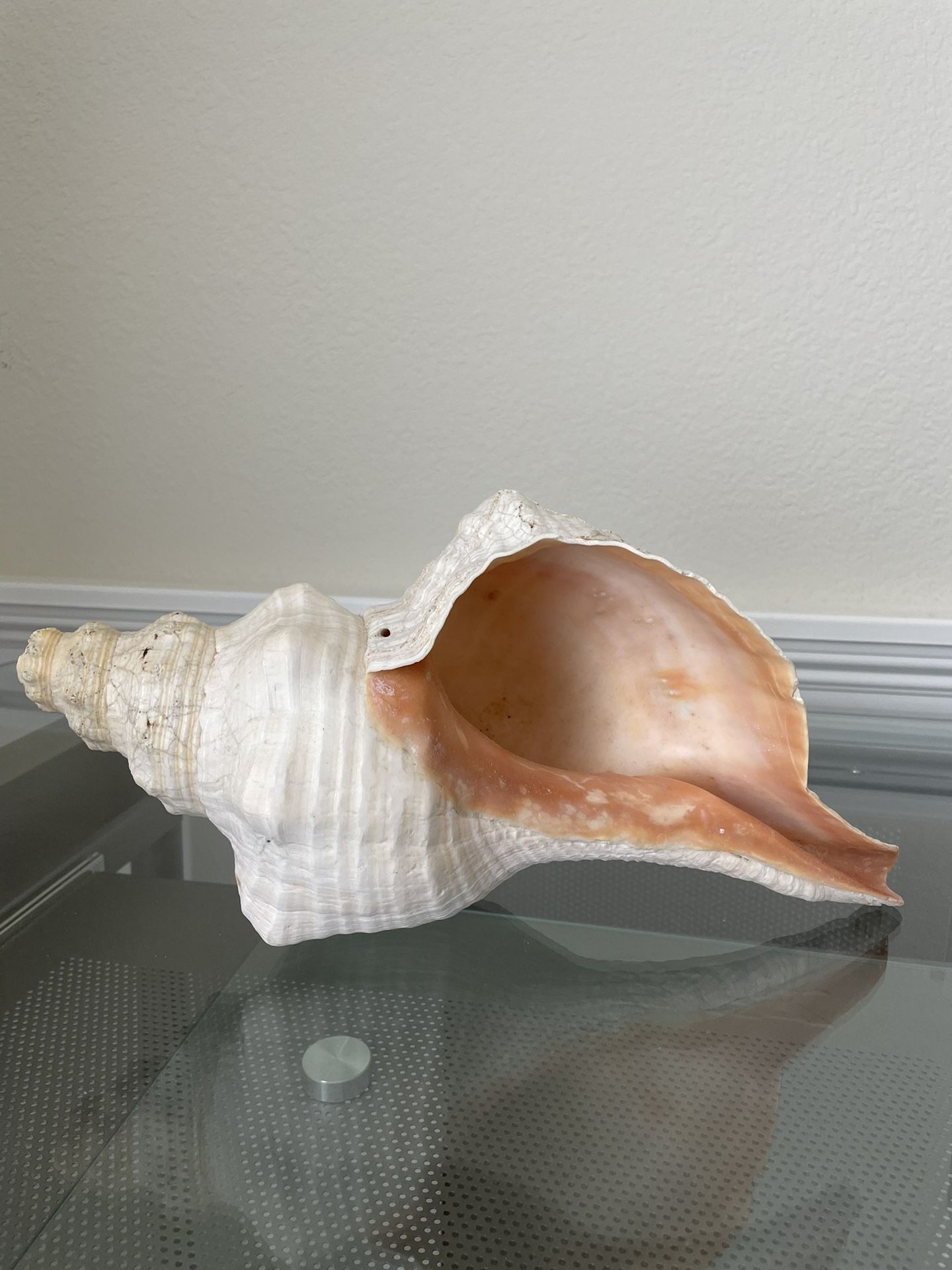 Large Shell – 14 Inch Horse, Conch Shell, Excellent Condition