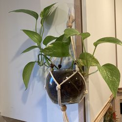  55” Hanging macramé plant holder (Holds 4 plants)  $30 Per Macrame 