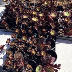 60 Aeonium Succulent Plants Black Rose