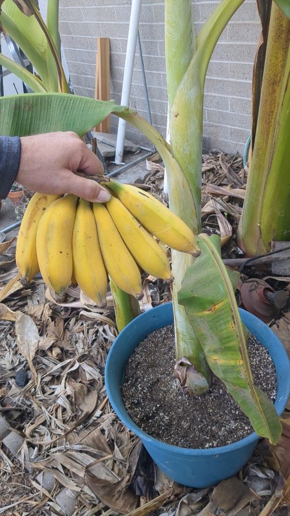 Productive Ice Cream Banana Tree