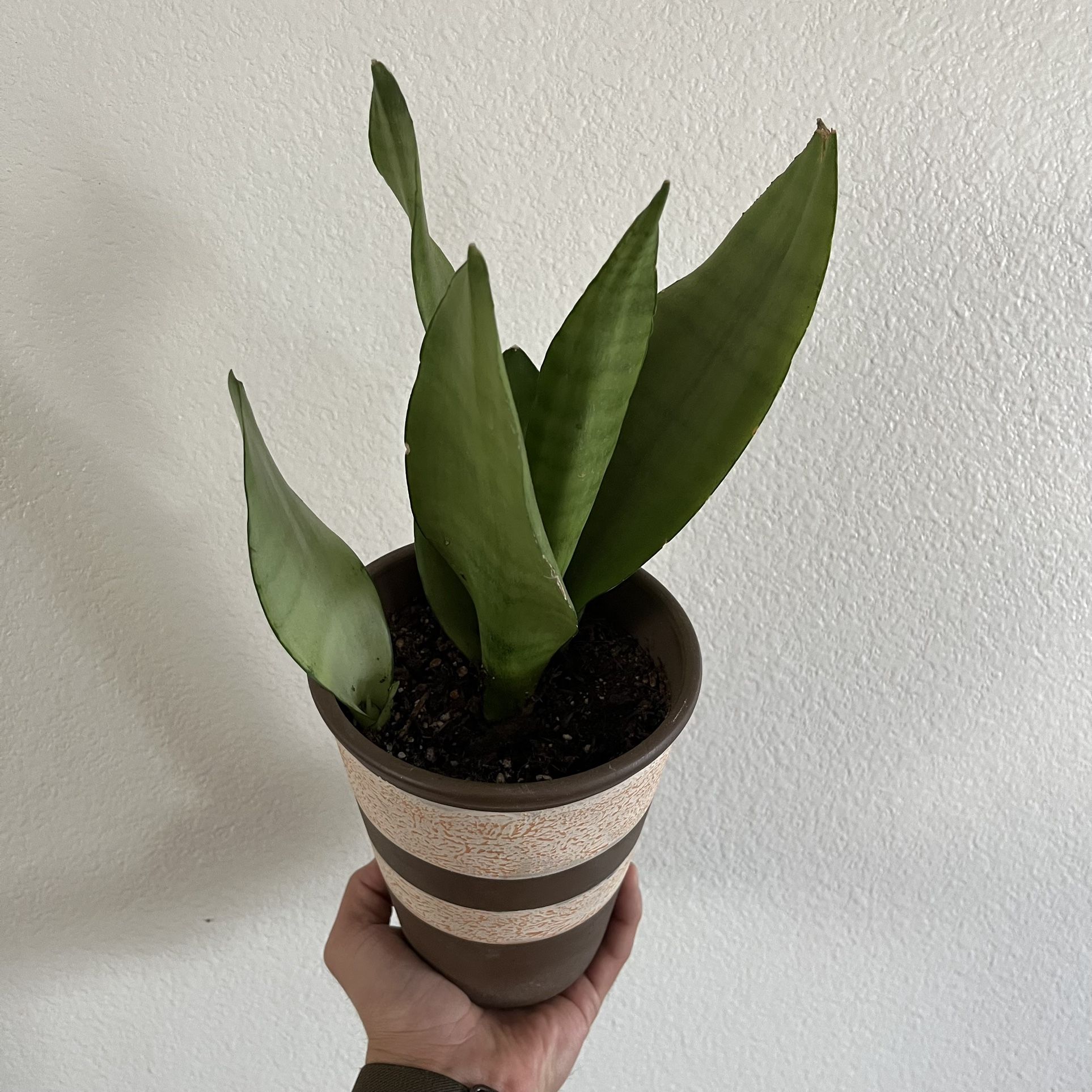 Moonshine Snake Plant