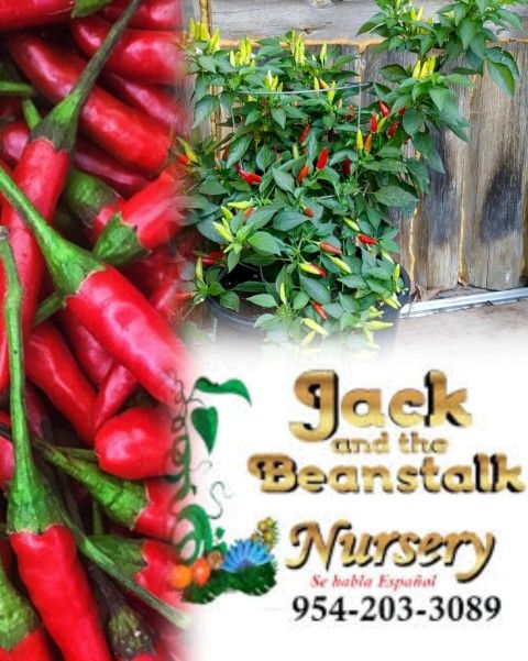 Thai Chili Plants In 3gal Plantas De Chili