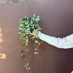 6” hoya krohniana eskimo soon to bloom 