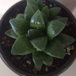 Haworthia Mutica Succulent Plant