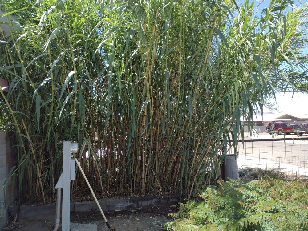 Giant Reed Grass