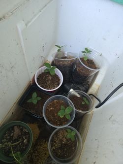 Wild Coffee (Psychotria Viridis) Seedlings 