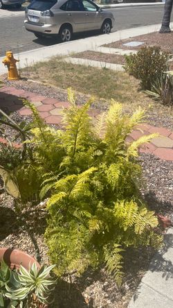 The fern in large pot L