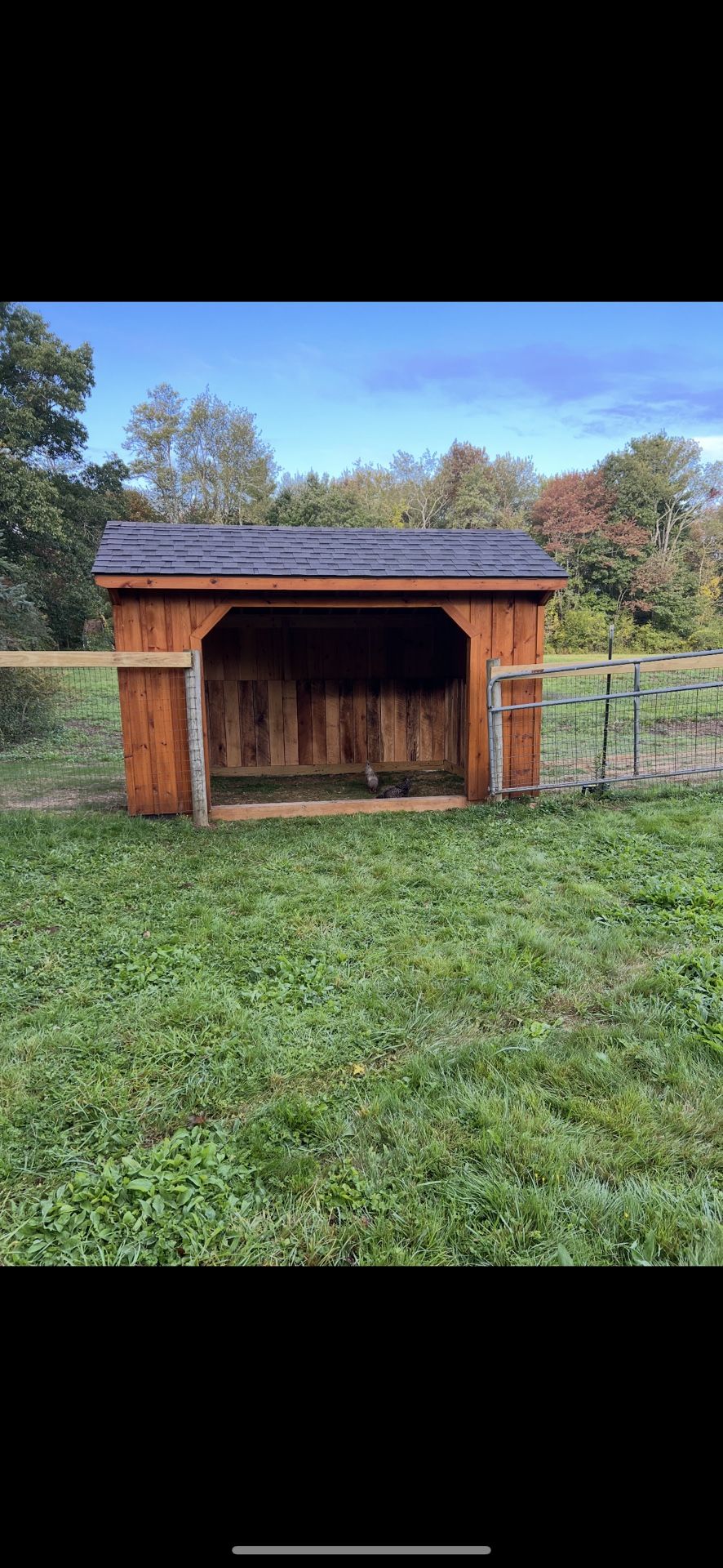 Shed run in 