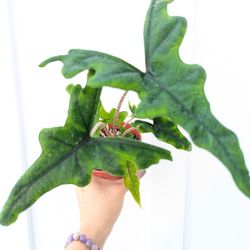 Alocasia Jacklyn Plant 4" Pot - Indoor House Plants 