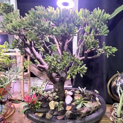 Bonsai Jade Plant For Luck And Money $$