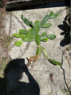 Rooted Cactus Plants